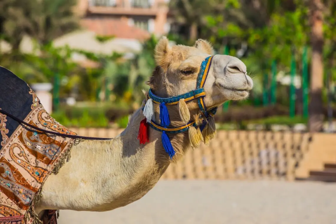 111699 283216 c XlUuK15AdbWwwZqnRMi MyYRye6vJqwCSspVxHgl4 6750306be425a.jpg