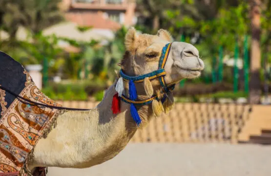 111699 338298 3 PsHmogfoqfKX5HZJ XNJzu6BXG7YXAVvxydYlX H0 67564ed858014.jpg